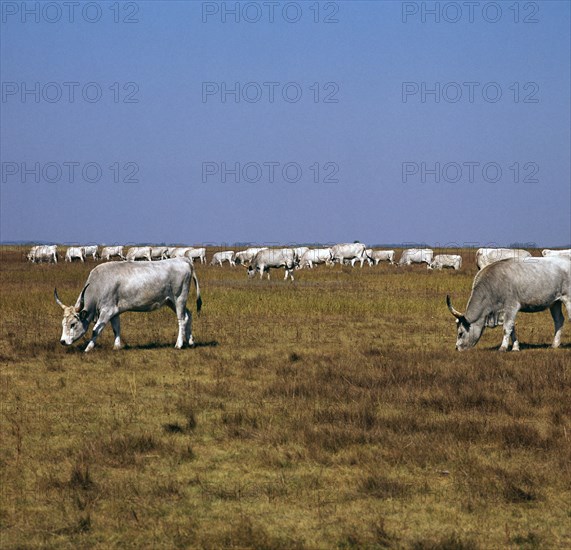 Hungarian white cattle. Artist: CM Dixon Artist: Unknown