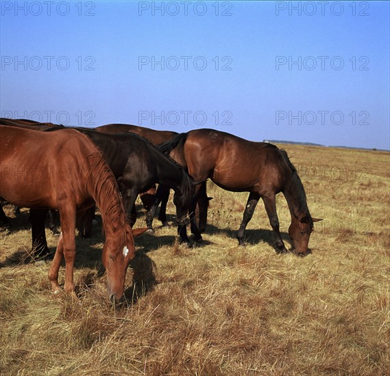 Herd of horses grazing on the Hortobagy plaza. Artist: CM Dixon Artist: Unknown