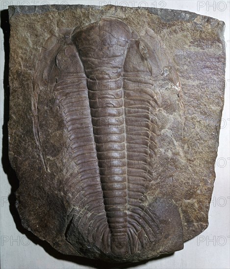 Fossil trilobite. Artist: Unknown