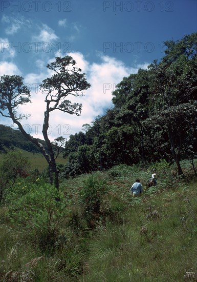 View of the Horton Plains nature reserve. Artist: CM Dixon Artist: Unknown