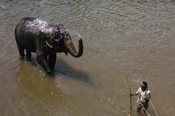 Elephant cooling off in a river in Sri Lanka. Artist: CM Dixon Artist: Unknown