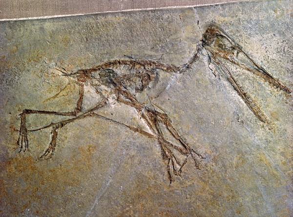 Fossil skeleton of a Pterodactyl, from the British Museum's collection. Artist: Unknown