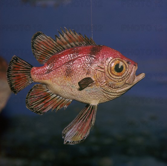 Model of a Pristigenus Substriatus. Artist: Unknown