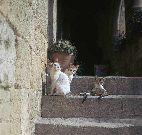 Kittens in Rhodes old town.