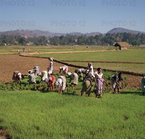 Planting rice in Sri Lanka.