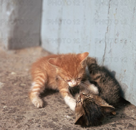 Kittens in Heracleion, Crete.