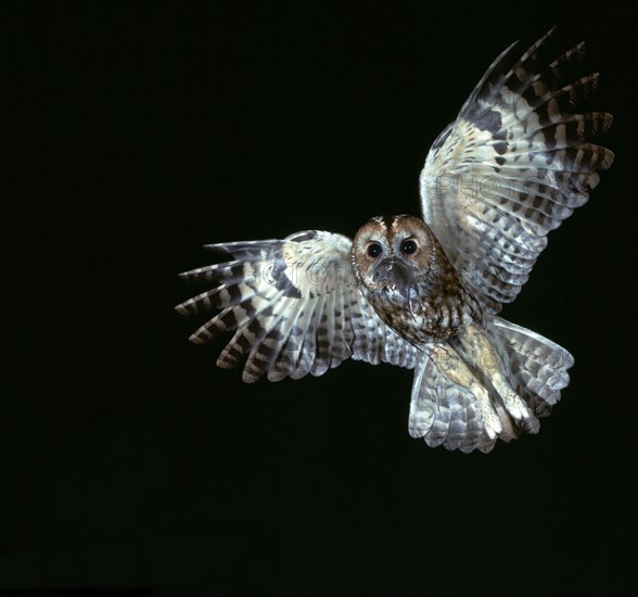 Tawny Owl in flight.