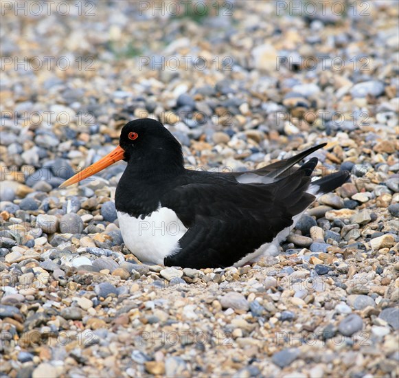 Oystercatcher.