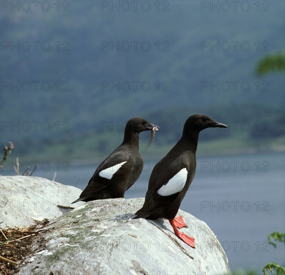 Black guillemot.