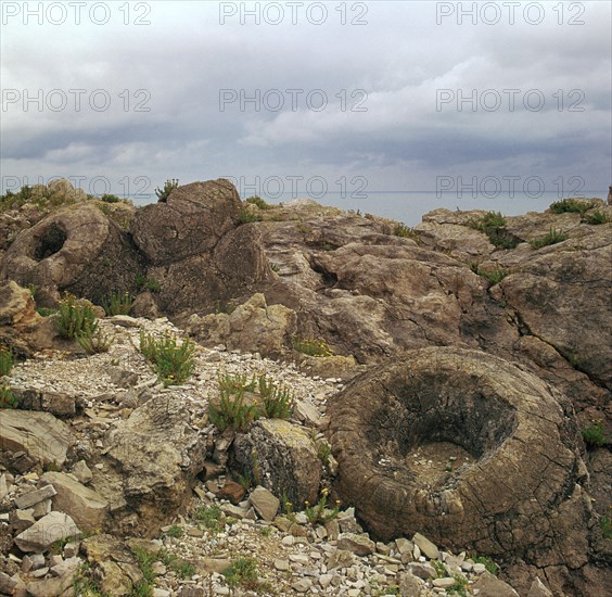 Fossil forest in Dorset. Artist: Unknown