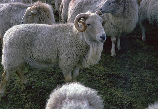 Welsh Mountain ram. Artist: Unknown