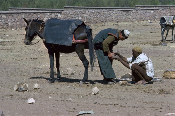 Shoeing of a mule at the Berber market south of Marrakech.