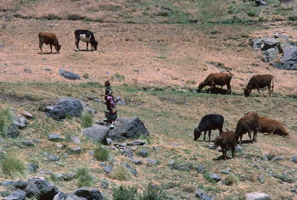 High pasture in the High Atlas Mountains.