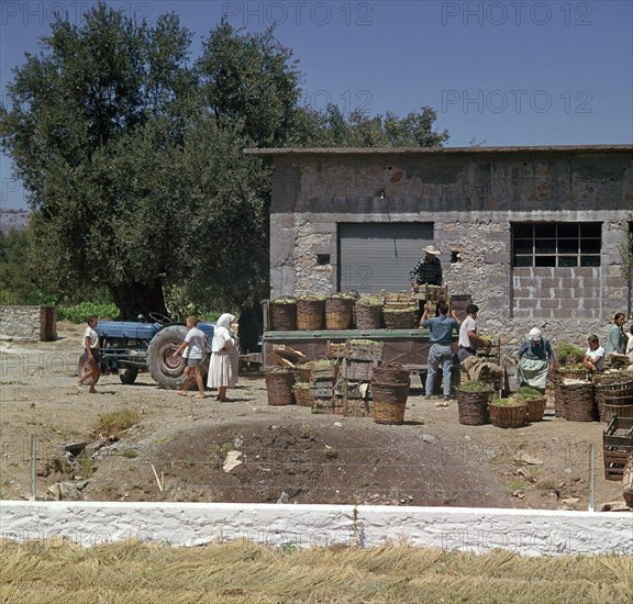 The grape-harvest in Rhodes