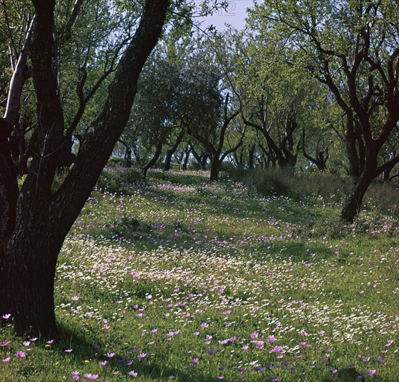 Flowers and olive trees in April in Phocis