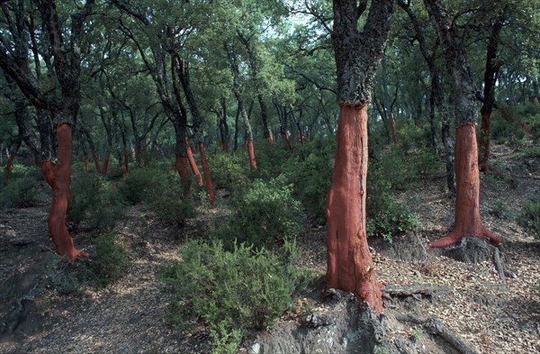 Cork Oak Trees.