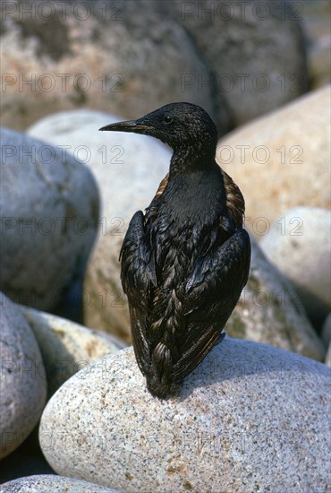 Oil pollution in Cornwall.