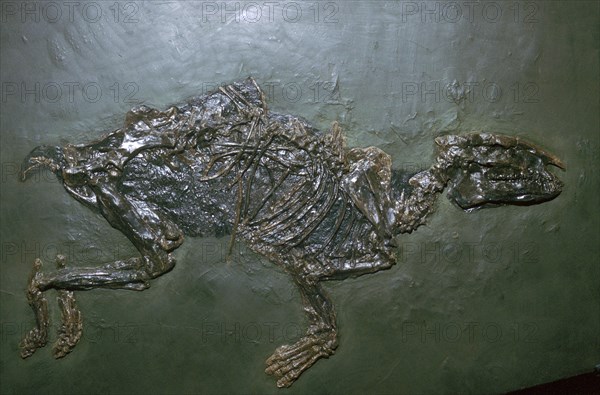 Primitive Horse Fossil. Artist: Unknown