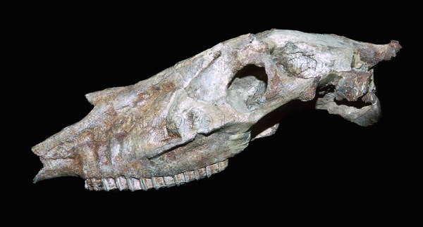 Fossil skull of a primitive horse. Artist: Unknown