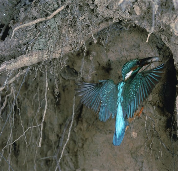 Kingfisher and worm.