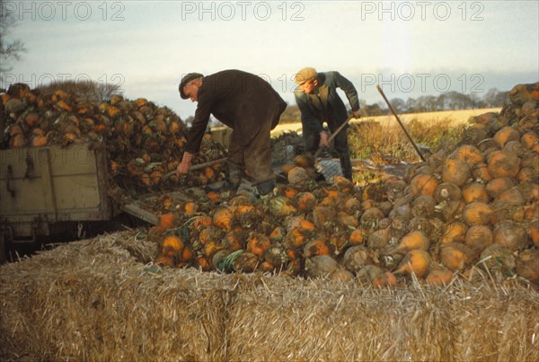Clamp Swedes in late Autumn, Yorkshire, c1960. Artist: CM Dixon.