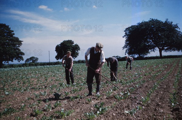 Hoeing Root Crops, England, c1960. Artist: CM Dixon.