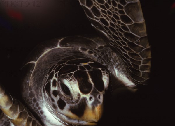 Loggerhead Turtle, (Caretta Caretta), 20th century. Artist: CM Dixon.