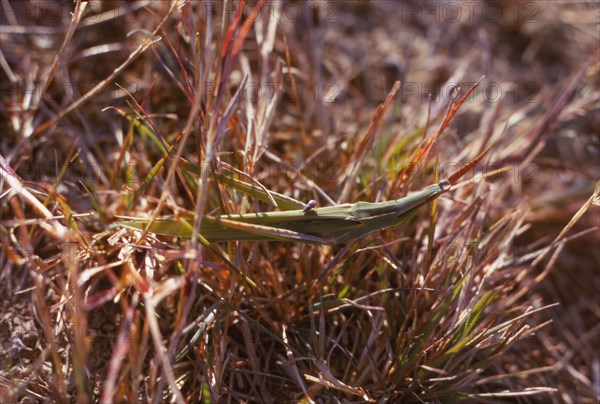 Grasshopper and small bug in grass, Kortobacy Puszta, Hungary, 20th century Artist: CM Dixon.