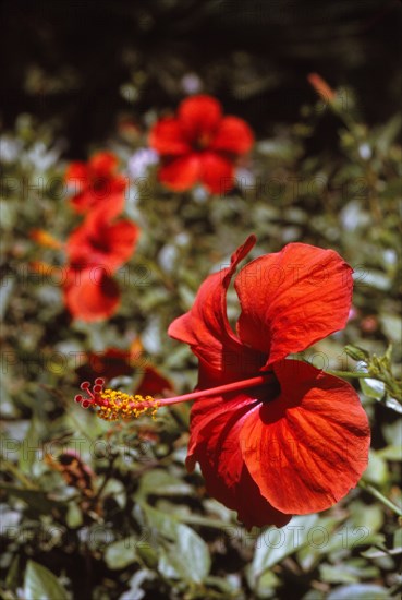 Hibiscus Flower, Rhodes, 20th century. Artist: CM Dixon.