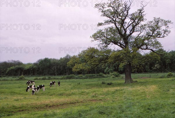 Bosworth Field. Leicestershire, England, 20th century. Artist: CM Dixon.