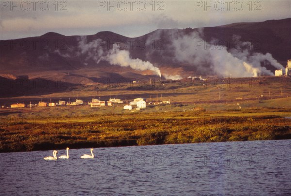 Whooper Swans on Lake Myvatn with Hot Springs Beyond, North Central Iceland, 20th century.  Artist: CM Dixon.