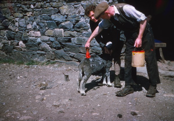 Marking sheep after shearing with Lanolin dye, Lake District, c1960. Artist: CM Dixon.