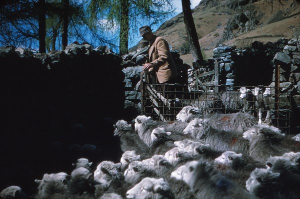 Farming Herdwick Sheep, Langdale Valley Farm, Lake District, c1960. Artist: CM Dixon.