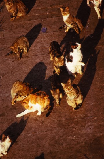 Cats in Rome at Pyramid of Celsius, 20th century. Artist: CM Dixon.
