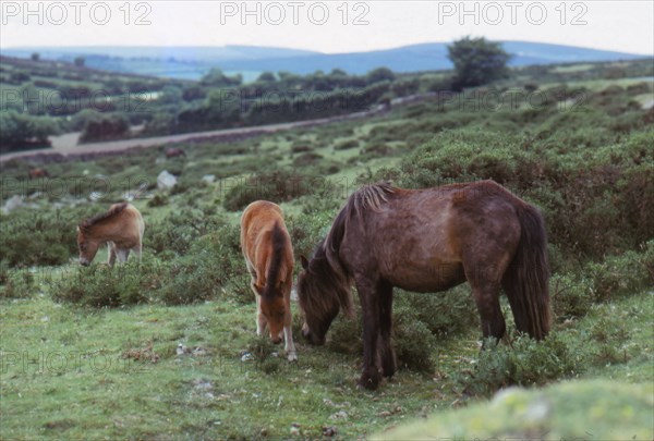 Dartmoor Ponies on Dartmoor, Devon,  20th century. Artist: CM Dixon.