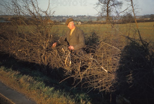 Laying a Hedge using a Billhook, Yorkshire, England, c1960. Artist: CM Dixon.