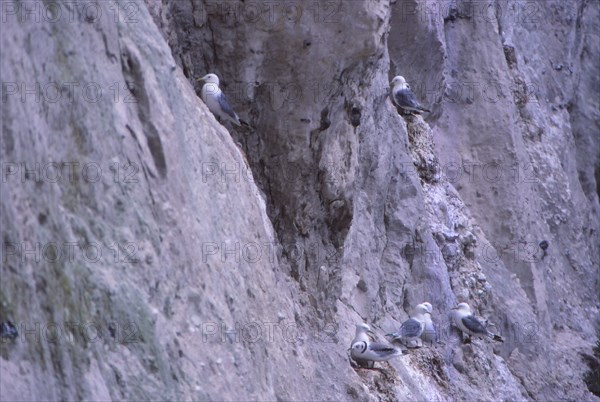 Black-legged kittiwakes (Rissa Tridactyla) Nesting on Chalk Cliff, Kent, 20th century. Artist: CM Dixon.