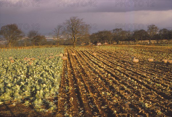 Use of fence, to control winter feeding for sheep, Glamis, Scotland, 20th century. Artist: CM Dixon.