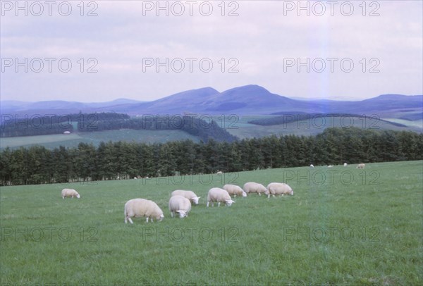 Cheviots, South of Jedburgh, Scotland, 20th century. Artist: CM Dixon.