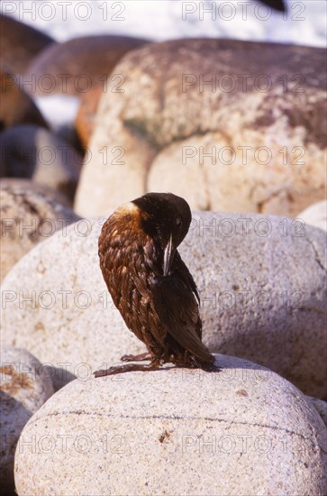 Guillemot Preening Feathers Following Oil Spill, Cornwall, 20th century. Artist: CM Dixon.