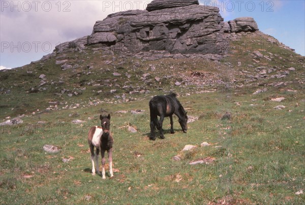 Dartmoor Ponies and Granite Tor, Kestor Rock, Dartmoor, Devon, 20th century. Artist: CM Dixon.