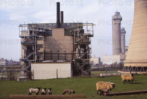 Cheviot-Black Sheep graze at Calder Hall Nuclear Power Station, Cumberland, 20th century. Artist: CM Dixon.