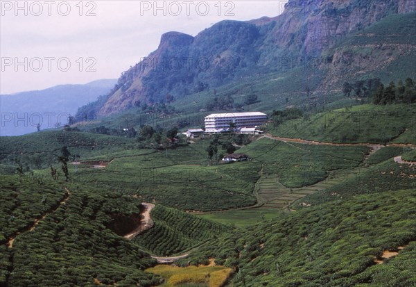Tea Plantation and Factory, North of Nuwara Eliya, Central Sri Lanka, 20th century. Artist: CM Dixon.
