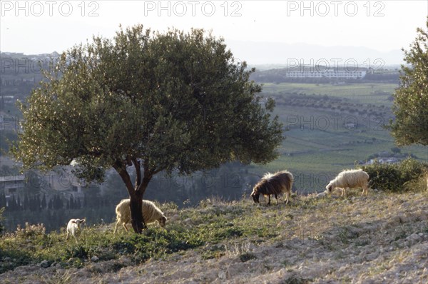 Sheep near Knossos with Olive tree in April at dusk, Crete, c20th century. Artist: CM Dixon.