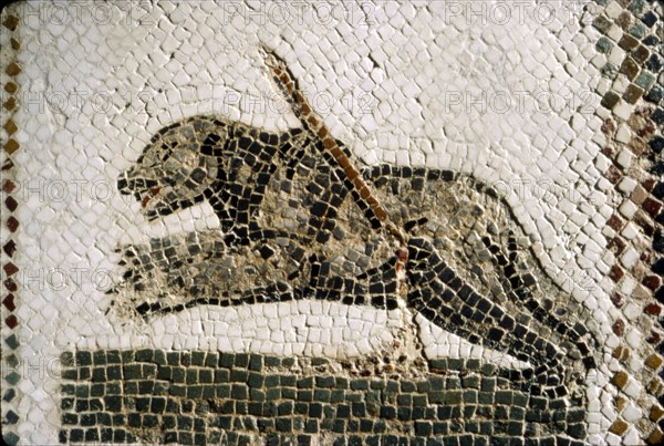 Roman Mosaic detail of Bear, from Diana the Huntress, Thuburbo Majus, Tunisia, c4th century. Artist: Unknown.