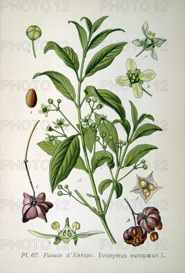 European spindle tree, 1893. Artist: Unknown