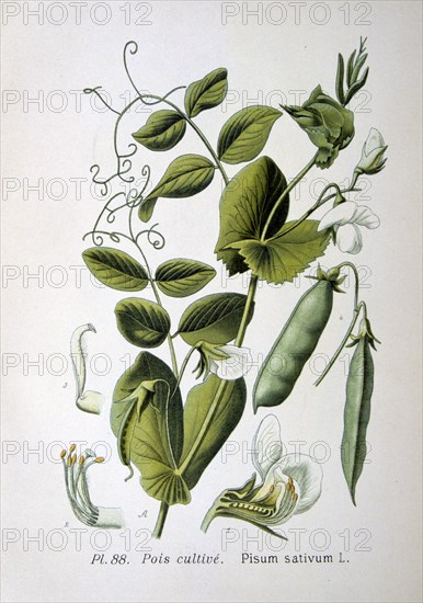 Field and garden pea, 1893. Artist: Unknown