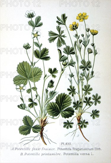 Barren strawberry and spring cinquefoil, 1893. Artist: Unknown