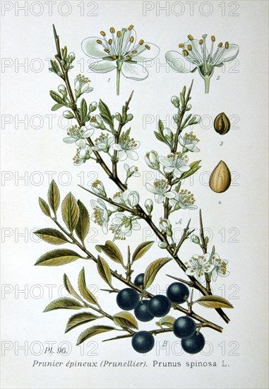 Blackthorn, 1893. Artist: Unknown