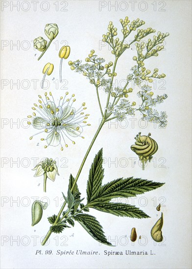 Meadowsweet, 1893. Artist: Unknown